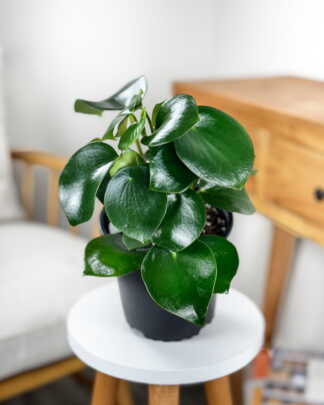 Peperomia Raindrop