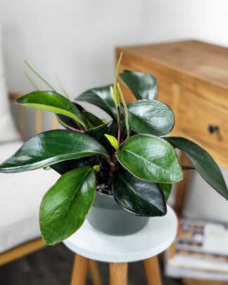 Peperomia Red Edge
