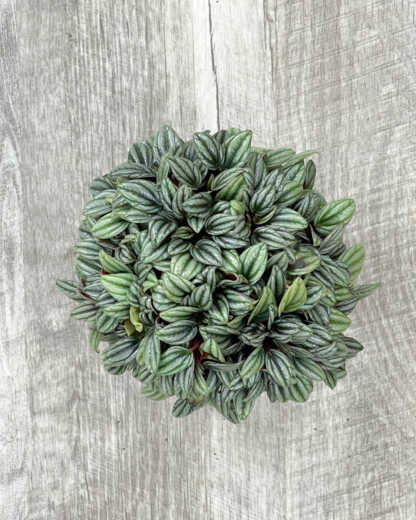 peperomia san marino
