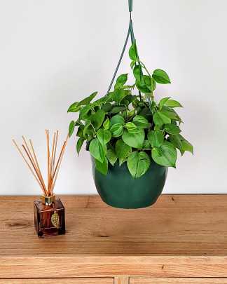 Large, Hanging Basket