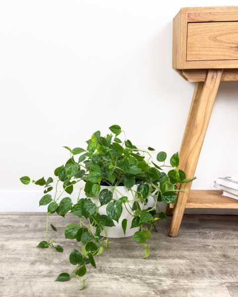Large, Bush