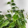 Peperomia Scandens