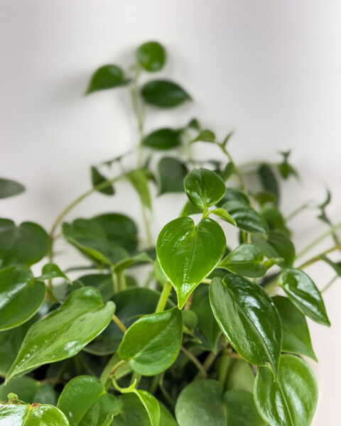 Foliage