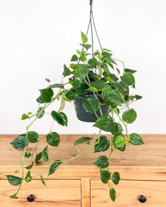 Medium, Hanging Basket