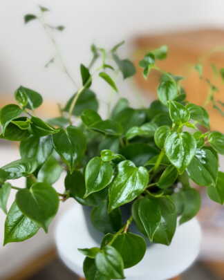 Peperomia Scandens