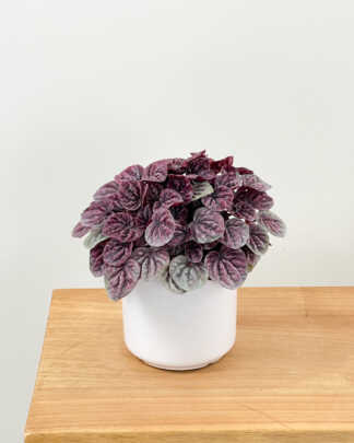 peperomia schumi red