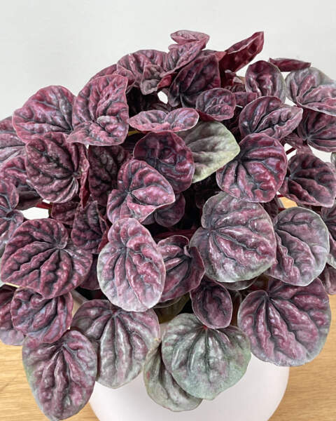 Foliage