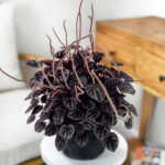 Peperomia Schumi Red