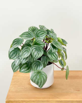 peperomia watermelon