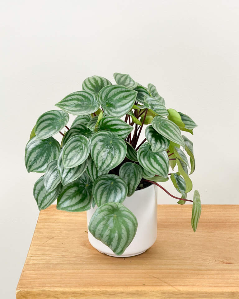 Watermelon Peperomia PlantVine