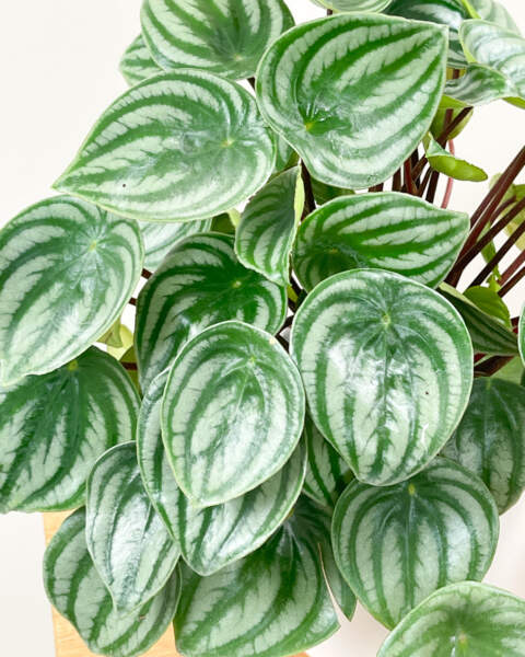 Foliage Foliage