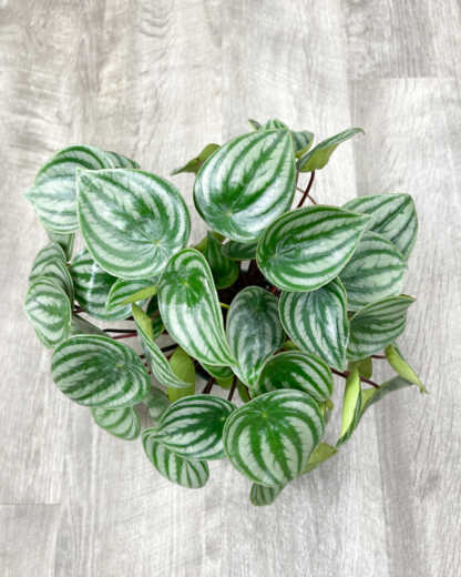 peperomia watermelon
