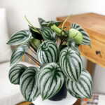 Peperomia Watermelon