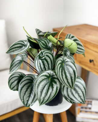 Peperomia Watermelon