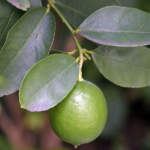 persian lime