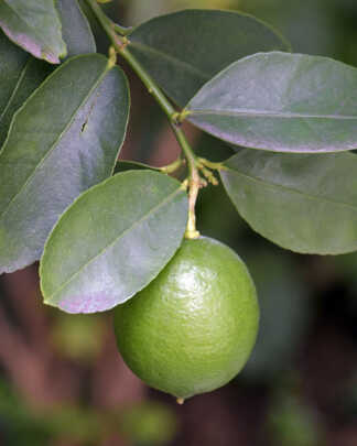 persian lime