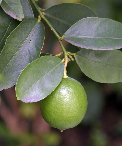 Persian Lime