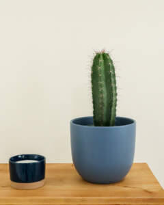 Peruvian Apple Cactus