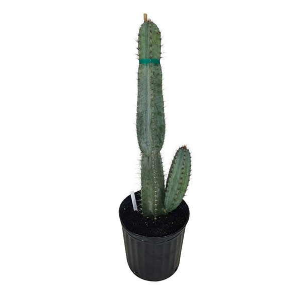 Buy Cereus peruvianus, Peruvian Apple Cactus | Free Shipping over $100