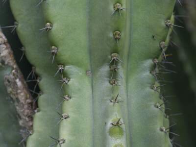 peruvian apple cactus foliage
