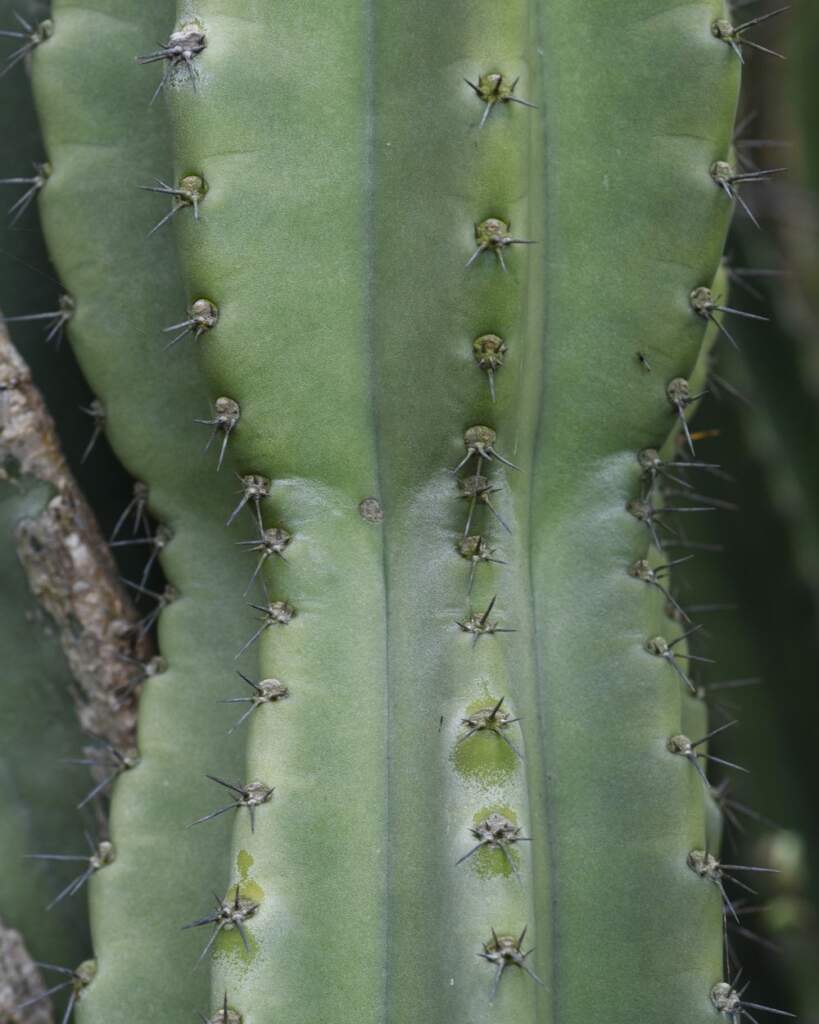 Peruvian Apple Cactus Foliage 80 Cereus Stenogonus: Care And Propagation Guide
