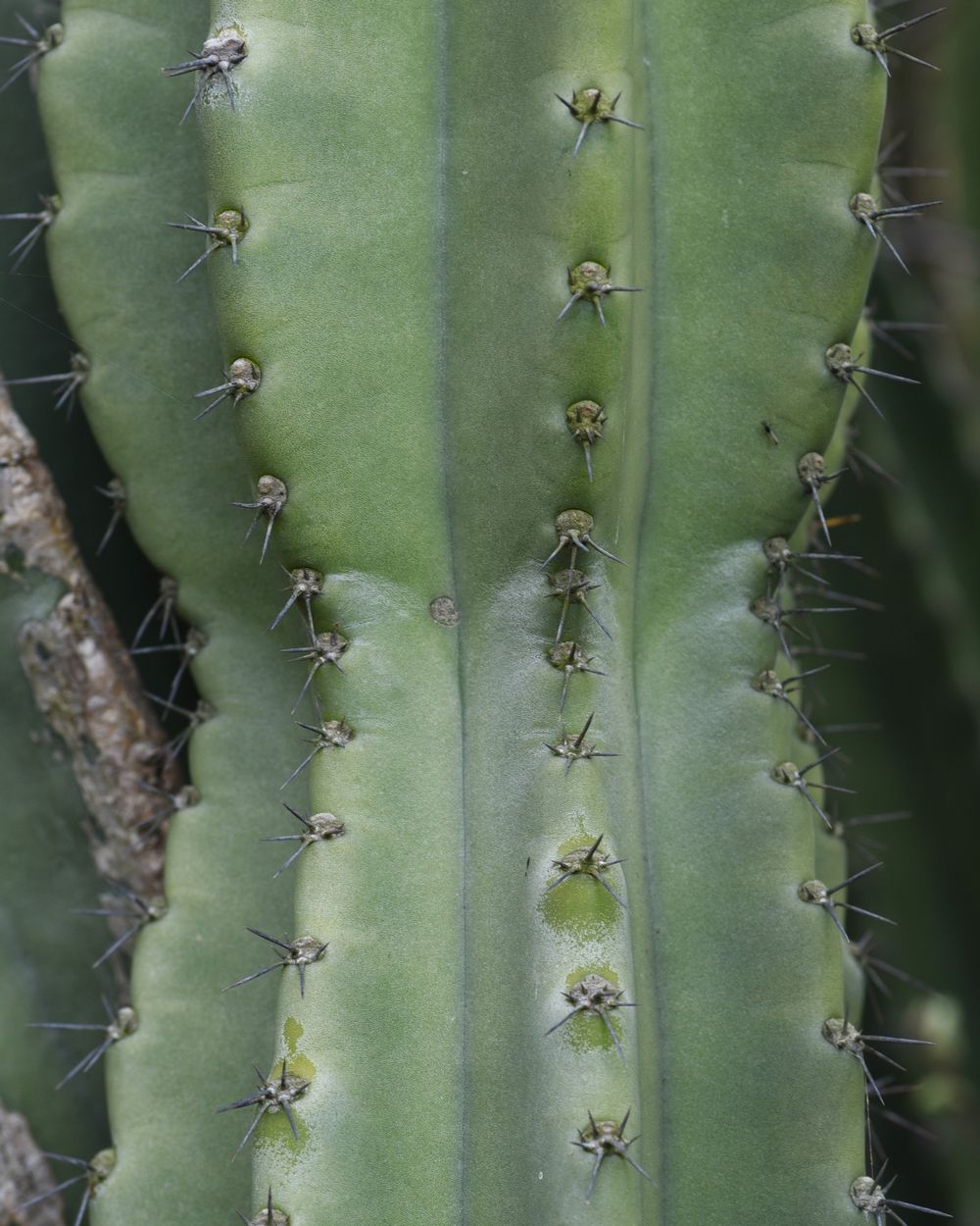 cereus peruvianus cactus
