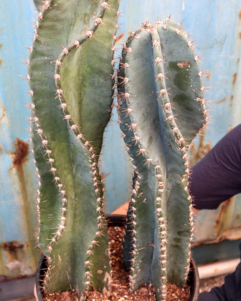 Buy Cereus peruvianus, Peruvian Apple Cactus Free Shipping over 100