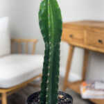 Peruvian Cactus