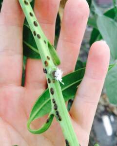 Pests on Plants