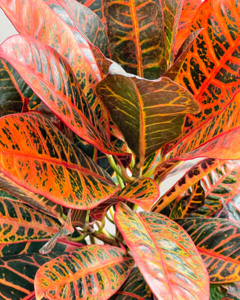 Foliage Foliage