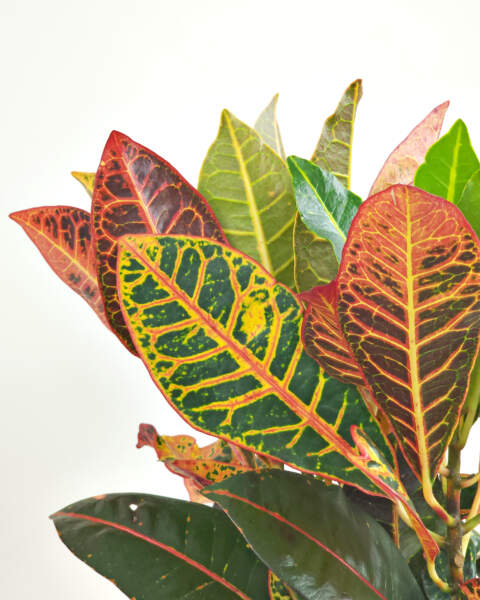 Foliage Foliage