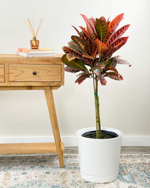 Large Tree Large Tree