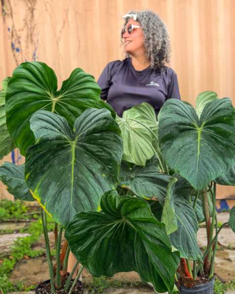 PlantVine Picks