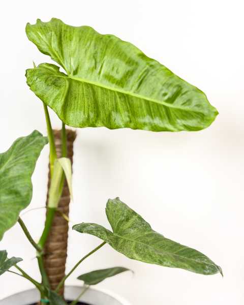 Foliage