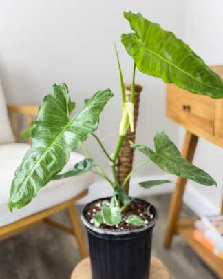 Philodendron 'Paraiso Verde'