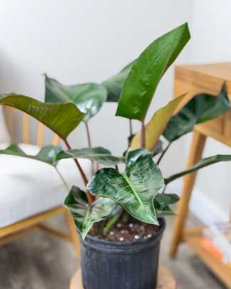 Red Congo Philodendron
