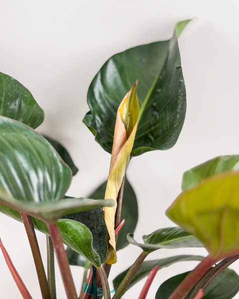 Foliage 2