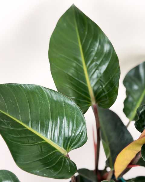Foliage 1