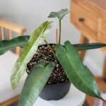 Philodendron Atabapoense