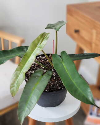 Philodendron Atabapoense
