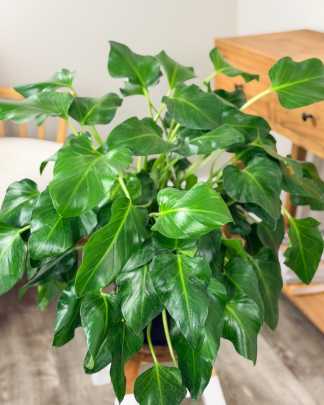 Philodendron giganteum