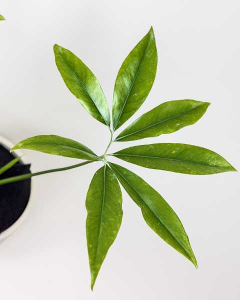 Foliage Foliage