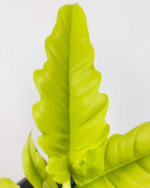 Foliage Foliage