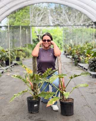 Philodendron 'Ring of Fire' - PlantVine Picks