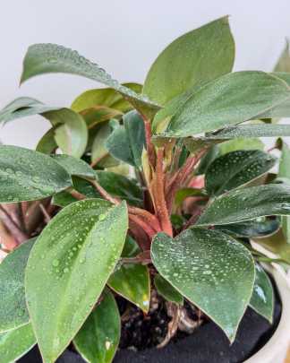 Philodendron 'Red Back'