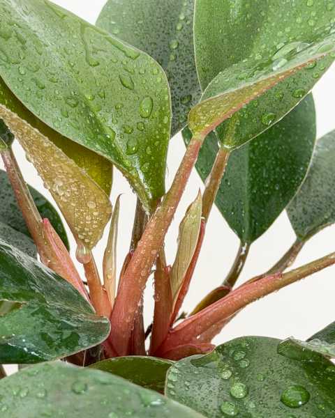 Foliage 2
