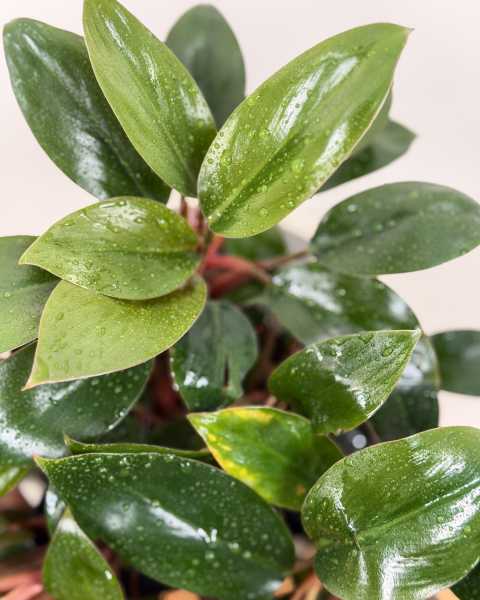 Foliage 1