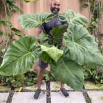 Giant Philodendron