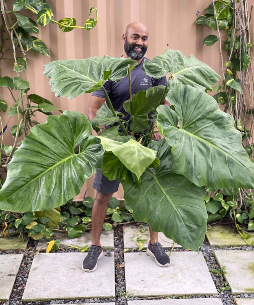 Philodendron giganteum