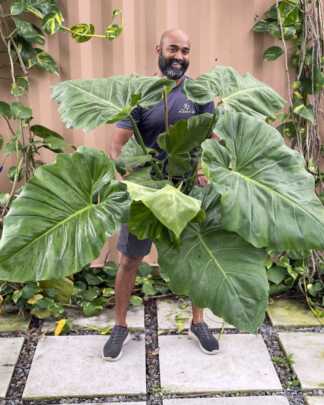 Giant Philodendron